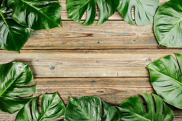 포토 JPG 해외이미지 프레임 사람없음 나무바닥 몬스테라 해외202004 해외포토 식물 바닥 파일형식