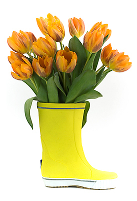 포토 JPG 해외이미지 꽃다발 실내 장화 사람없음 튤립 흰배경 해외202004 해외포토 꽃 백그라운드 신발 내부 흰색 파일형식