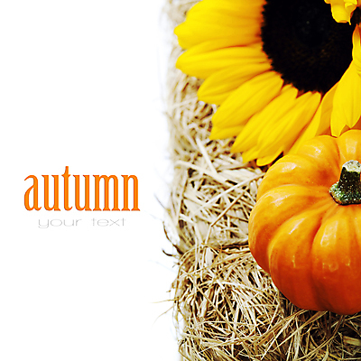포토 JPG 해외이미지 호박 해바라기 실내 타이포그라피 사람없음 농작물 추수 가을 볏짚 흰배경 카피스페이스 해외202004 해외포토 문자 계절 꽃 백그라운드 농업 채소 내부 공백 흰색 짚 파일형식