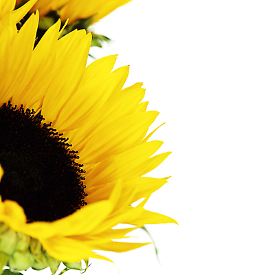 포토 JPG 해외이미지 해바라기 실내 사람없음 해외202004 해외포토 꽃 내부 파일형식