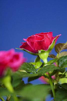 포토 JPG 해외이미지 잎 실내 근접촬영 사람없음 장미 소프트포커스 파란배경 해외202004 해외포토 식물 꽃 뷰포인트 백그라운드 촬영기법 내부 파란색 파일형식