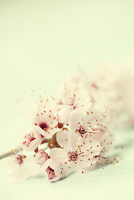 포토 JPG 해외이미지 봄꽃 실내 사람없음 아웃포커스 벚꽃 민트색배경 해외202004 해외포토 꽃 백그라운드 촬영기법 내부 봄 민트색 파일형식