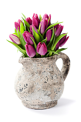 포토 JPG 해외이미지 꽃다발 실내 사람없음 꽃병 튤립 흰배경 담기 해외202004 해외포토 꽃 백그라운드 모션 내부 흰색 파일형식