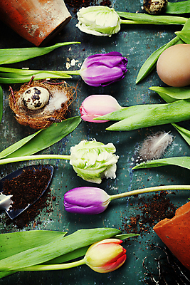 포토 JPG 해외이미지 화분 잎 탁자 부활절 사람없음 흙 튤립 둥지 모종삽 깃털 부활절계란 파란배경 메추리알 해외202004 해외포토 식물 기념일 꽃 가구 백그라운드 파란색 계란 알 삽 파일형식