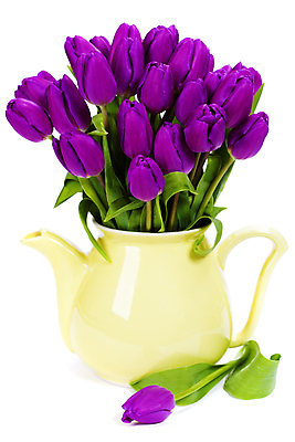 포토 JPG 해외이미지 꽃잎 잎 실내 사람없음 꽃병 튤립 흰배경 해외202004 해외포토 식물 꽃 백그라운드 내부 흰색 파일형식