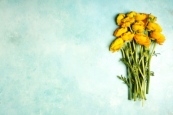 포토 JPG 해외이미지 꽃다발 실내 사람없음 파란배경 라넌큘러스 카피스페이스 해외202004 해외포토 꽃 백그라운드 내부 파란색 공백 파일형식