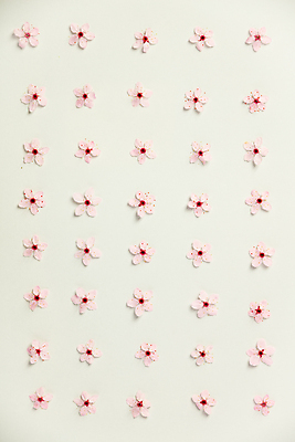 포토 JPG 해외이미지 패턴 봄꽃 실내 사람없음 벚꽃 흰배경 해외202004 해외포토 꽃 백그라운드 무늬 내부 봄 흰색 파일형식