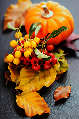 포토 JPG 해외이미지 낙엽 호박 검은배경 사람없음 가을 호랑가시나무열매 해외202004 해외포토 계절 열매 백그라운드 잎 채소 검은색 파일형식