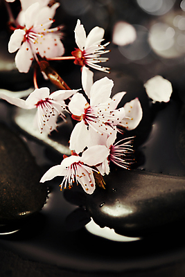 포토 JPG 해외이미지 봄꽃 실내 사람없음 벚꽃 보케 스톤 빛망울 해외202004 해외포토 꽃 내부 빛 봄 파일형식