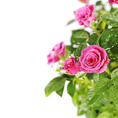 포토 JPG 해외이미지 실내 사람없음 아웃포커스 장미 물방울 흰배경 카피스페이스 해외202004 해외포토 꽃 백그라운드 촬영기법 내부 공백 흰색 파일형식