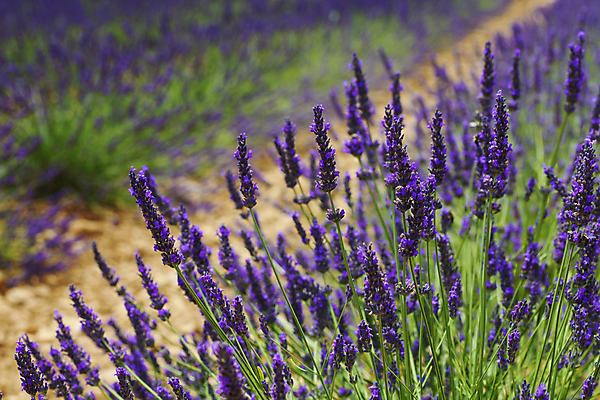 포토 JPG 해외이미지 주간 꽃밭 사람없음 야외 아웃포커스 라벤더 해외202004 해외포토 자연요소 꽃 촬영기법 허브 파일형식