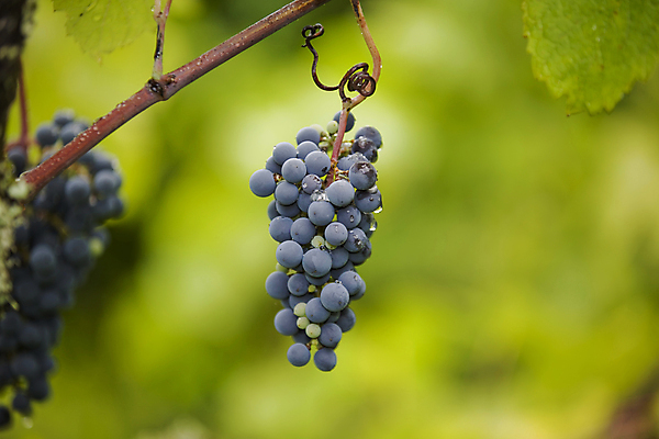 포토 JPG 해외이미지 식물 계절 열매 백그라운드 잎 패턴 농업 과일 자연 포도 종류 사람없음 빨간색 농작물 가을 나뭇가지 다발 포르투갈 유기농 포도밭 포도나무 지역 내추럴 도루강 밭일 숙성 양조 맛있는 해외202004 해외202105 해외포토 나무 웰빙 유럽 산업 컬러 무늬 밭 과일나무 생태계 파일형식