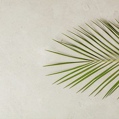 포토 JPG 해외이미지 실내 사람없음 야자수잎 베이지색배경 카피스페이스 해외202004 해외포토 백그라운드 잎 내부 공백 베이지색 파일형식