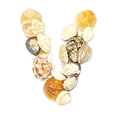 포토 스튜디오촬영 문자 알파벳 영어 대문자 조개 실내 누끼 사람없음 껍질 조개껍데기 소라 V 국내포토 어패류 내부 파일형식