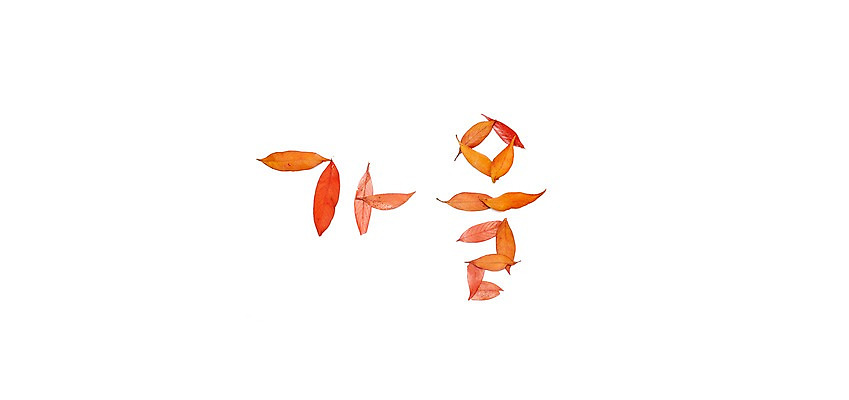 포토 스튜디오촬영 문자 단풍 낙엽 잎 나뭇잎 실내 누끼 사람없음 단어 가을 국내포토 식물 계절 내부 파일형식