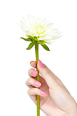 포토 JPG 스튜디오촬영 손 꽃 한송이 손가락 한손 국화 실내 신체부위 뷰티 네일아트 손톱 국내포토 식물 1 사람 내부 송이 파일형식