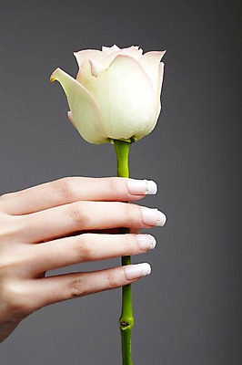 포토 JPG 스튜디오촬영 손 꽃 한송이 손가락 모션 한손 실내 손짓 신체부위 뷰티 장미 흰색 네일아트 손톱 국내포토 식물 1 컬러 사람 내부 송이 파일형식