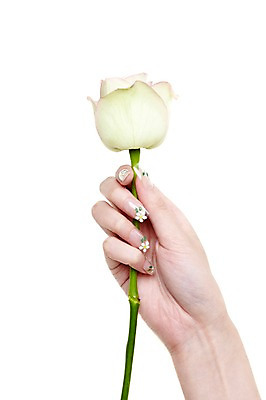 포토 JPG 스튜디오촬영 손 꽃 한송이 손가락 모션 한손 실내 손짓 신체부위 뷰티 장미 흰색 네일아트 손톱 국내포토 식물 1 컬러 사람 내부 송이 파일형식