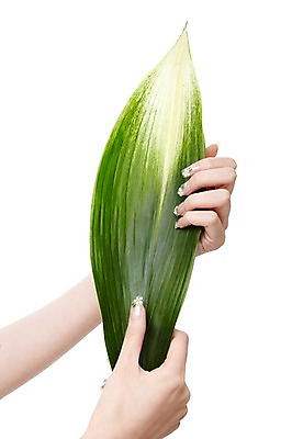 포토 JPG 스튜디오촬영 손 잎 손가락 모션 나뭇잎 실내 손짓 신체부위 초록색 뷰티 양손 네일아트 손톱 국내포토 식물 컬러 사람 내부 파일형식