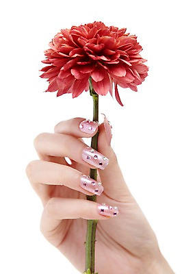 포토 JPG 스튜디오촬영 손 꽃 한송이 손가락 모션 한손 실내 손짓 신체부위 빨간색 뷰티 네일아트 손톱 국내포토 식물 1 컬러 사람 내부 송이 파일형식