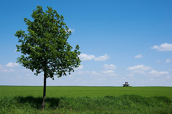 포토 JPG 나무 식물 구름 해외풍경 해외 유럽 나라 하늘 독일 한그루 풍경 초원 사람없음 야외 관광지 세계 도시 드레스덴 국내포토 자연요소 1 여행 파일형식