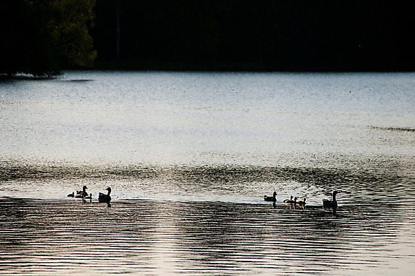 포토 JPG 동물 해외풍경 해외 실루엣 유럽 나라 호수 여러마리 조류 독일 풍경 사람없음 야외 관광지 세계 노을 도시 모리츠부르크 국내포토 자연요소 여행 다수 촬영기법 파일형식