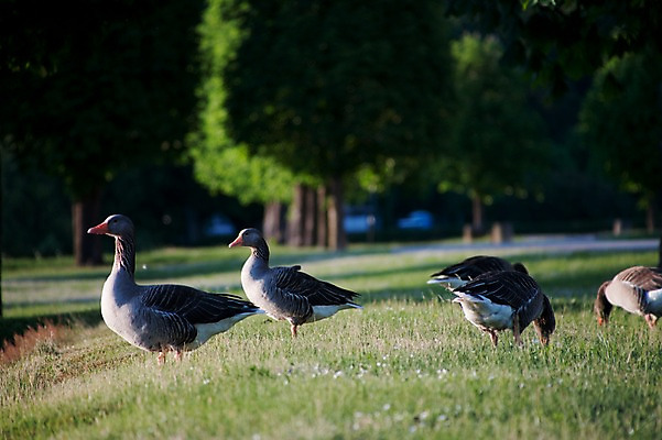 포토 JPG 동물 해외풍경 해외 유럽 나라 여러마리 조류 오리 독일 풍경 잔디 초원 사람없음 야외 관광지 세계 도시 모리츠부르크 국내포토 식물 여행 다수 파일형식