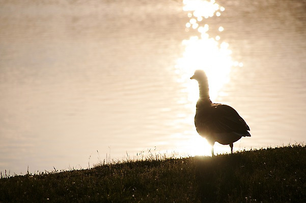 포토 JPG 동물 한마리 해외풍경 해외 실루엣 유럽 나라 조류 오리 독일 풍경 사람없음 야외 관광지 강 세계 노을 도시 모리츠부르크 국내포토 자연요소 1 여행 촬영기법 파일형식
