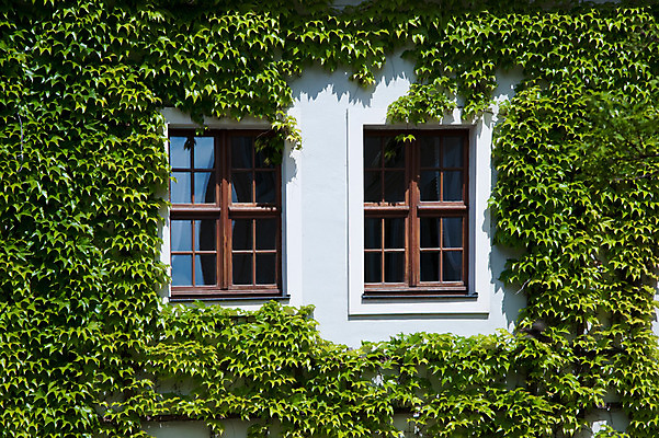 포토 JPG 식물 해외풍경 해외 유럽 나라 창문 독일 풍경 사람없음 야외 건물 관광지 세계 도시 담쟁이덩굴 돔슈티프트 바우첸 국내포토 건축물 여행 덩굴 파일형식