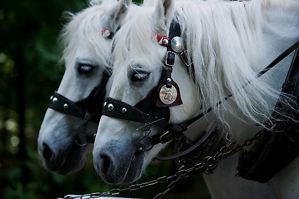 포토 JPG 동물 해외풍경 해외 유럽 나라 두마리 독일 풍경 사람없음 야외 관광지 세계 흰색 도시 말_동물 바스타이 국내포토 컬러 여행 2 포유류 파일형식