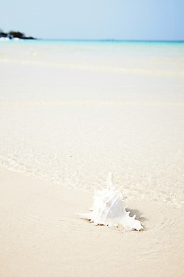 포토 JPG 사계절 계절 바다 섬 풍경 해변 사람없음 야외 여름 모래사장 소라 오브젝트 무인도 국내포토 어패류 파일형식