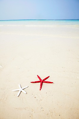 포토 JPG 사계절 계절 바다 섬 불가사리 풍경 해변 사람없음 야외 여름 오브젝트 무인도 국내포토 극피동물 파일형식