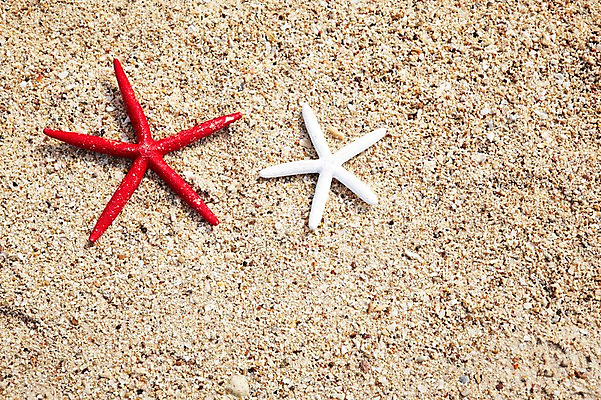 포토 JPG 사계절 계절 바다 섬 불가사리 풍경 해변 사람없음 야외 여름 모래사장 오브젝트 무인도 국내포토 극피동물 파일형식