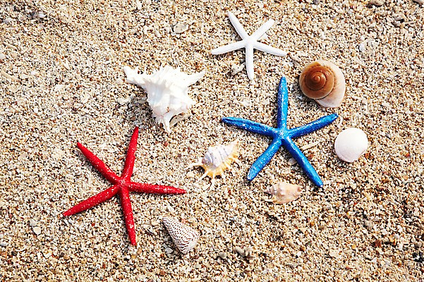 포토 JPG 사계절 계절 바다 섬 조개 불가사리 풍경 해변 사람없음 야외 여름 껍질 소라 오브젝트 무인도 국내포토 어패류 극피동물 파일형식