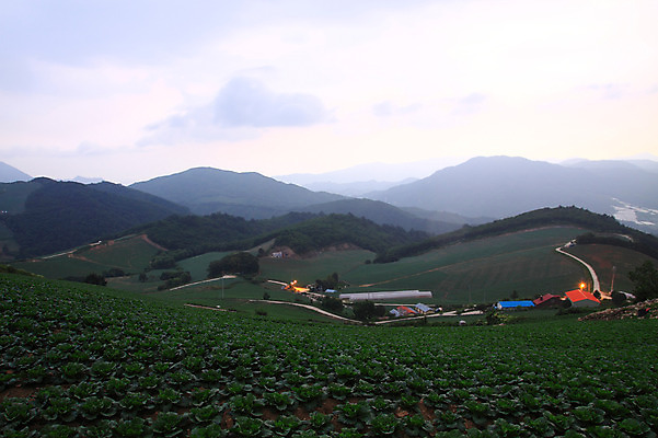포토 JPG 주간 밭 산 주택 한국 풍경 사람없음 야외 마을 시골 강원도 강릉 배추밭 안만덕 국내포토 자연요소 아시아 농업 건물 파일형식