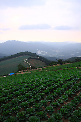 포토 JPG 주간 밭 산 한국 풍경 사람없음 야외 시골 강원도 강릉 배추밭 안만덕 국내포토 자연요소 아시아 농업 파일형식