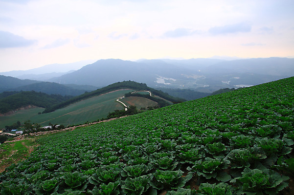 포토 JPG 주간 밭 산 한국 풍경 사람없음 야외 시골 강원도 강릉 배추밭 안만덕 국내포토 자연요소 아시아 농업 파일형식