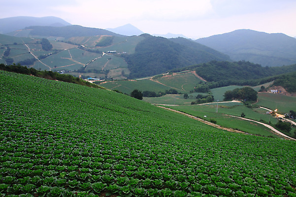 포토 JPG 주간 밭 산 한국 풍경 사람없음 야외 시골 강원도 강릉 배추밭 안만덕 국내포토 자연요소 아시아 농업 파일형식