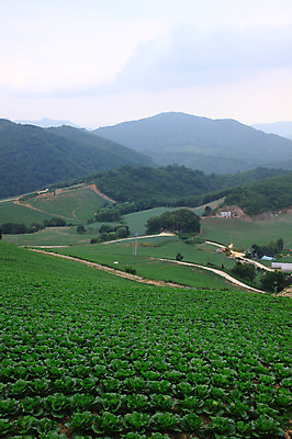 포토 JPG 주간 밭 산 한국 풍경 사람없음 야외 시골 강원도 강릉 배추밭 안만덕 국내포토 자연요소 아시아 농업 파일형식