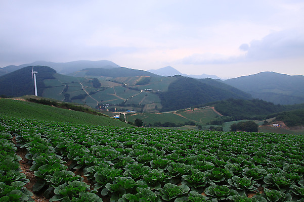 포토 JPG 주간 밭 산 한국 풍경 사람없음 야외 시골 강원도 강릉 배추밭 안만덕 국내포토 자연요소 아시아 농업 파일형식
