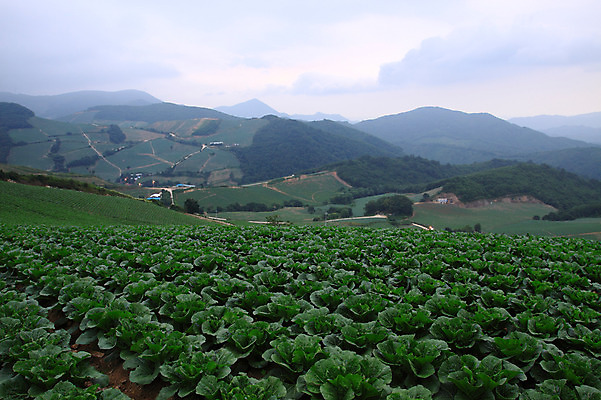 포토 JPG 주간 밭 산 한국 풍경 사람없음 야외 시골 강원도 강릉 배추밭 안만덕 국내포토 자연요소 아시아 농업 파일형식