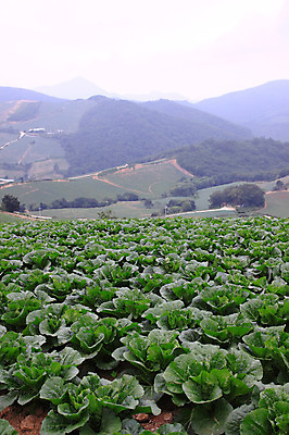 포토 JPG 주간 밭 산 한국 풍경 사람없음 야외 시골 강원도 강릉 배추밭 안만덕 국내포토 자연요소 아시아 농업 파일형식
