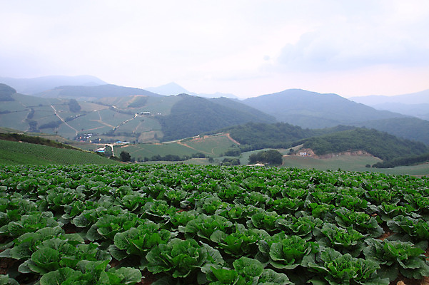 포토 JPG 주간 밭 채소 산 한국 풍경 사람없음 야외 농작물 시골 배추 강원도 강릉 배추밭 안만덕 국내포토 자연요소 아시아 농업 파일형식