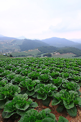 포토 JPG 주간 밭 채소 산 한국 풍경 사람없음 야외 농작물 시골 배추 강원도 강릉 배추밭 안만덕 국내포토 자연요소 아시아 농업 파일형식