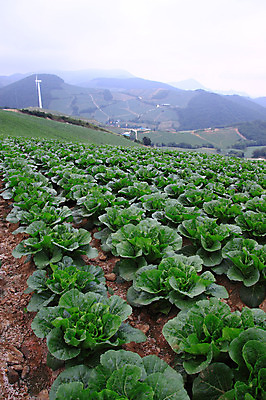 포토 JPG 주간 밭 채소 산 한국 풍경 사람없음 야외 농작물 시골 배추 강원도 강릉 배추밭 안만덕 국내포토 자연요소 아시아 농업 파일형식