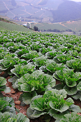 포토 JPG 주간 밭 채소 산 한국 풍경 사람없음 야외 농작물 시골 배추 강원도 강릉 배추밭 안만덕 국내포토 자연요소 아시아 농업 파일형식