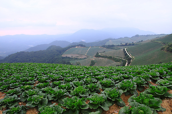 포토 JPG 주간 밭 산 한국 풍경 사람없음 야외 시골 강원도 강릉 배추밭 안만덕 국내포토 자연요소 아시아 농업 파일형식