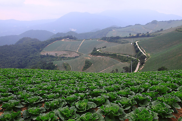 포토 JPG 주간 밭 산 한국 풍경 사람없음 야외 시골 강원도 강릉 배추밭 안만덕 국내포토 자연요소 아시아 농업 파일형식