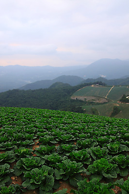 포토 JPG 주간 밭 산 한국 풍경 사람없음 야외 시골 강원도 강릉 배추밭 안만덕 국내포토 자연요소 아시아 농업 파일형식