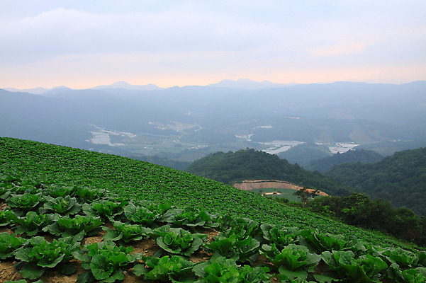 포토 JPG 주간 밭 산 한국 풍경 사람없음 야외 시골 강원도 강릉 배추밭 안만덕 국내포토 자연요소 아시아 농업 파일형식